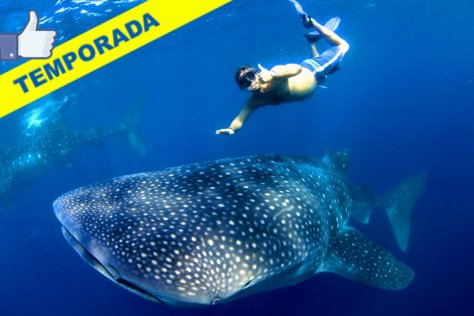 Swim with Whale Sharks from Cancun