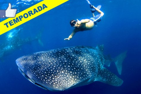 Nado con el Tiburón Ballena desde Cancún