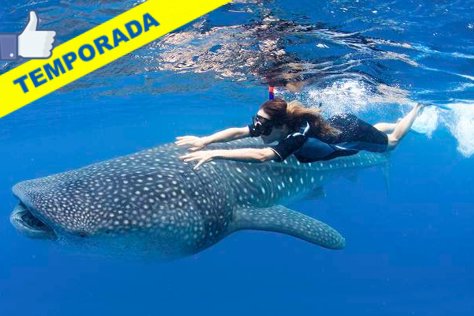 Nado con el Tiburón Ballena desde Playa del Carmen